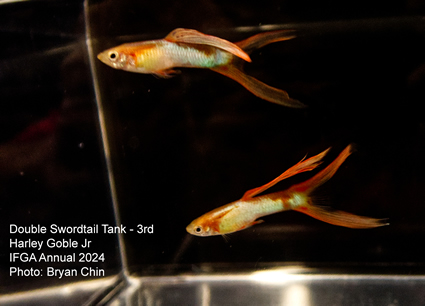 guppy double swordtail